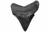 Serrated, Juvenile Megalodon Tooth - South Carolina #310462-1